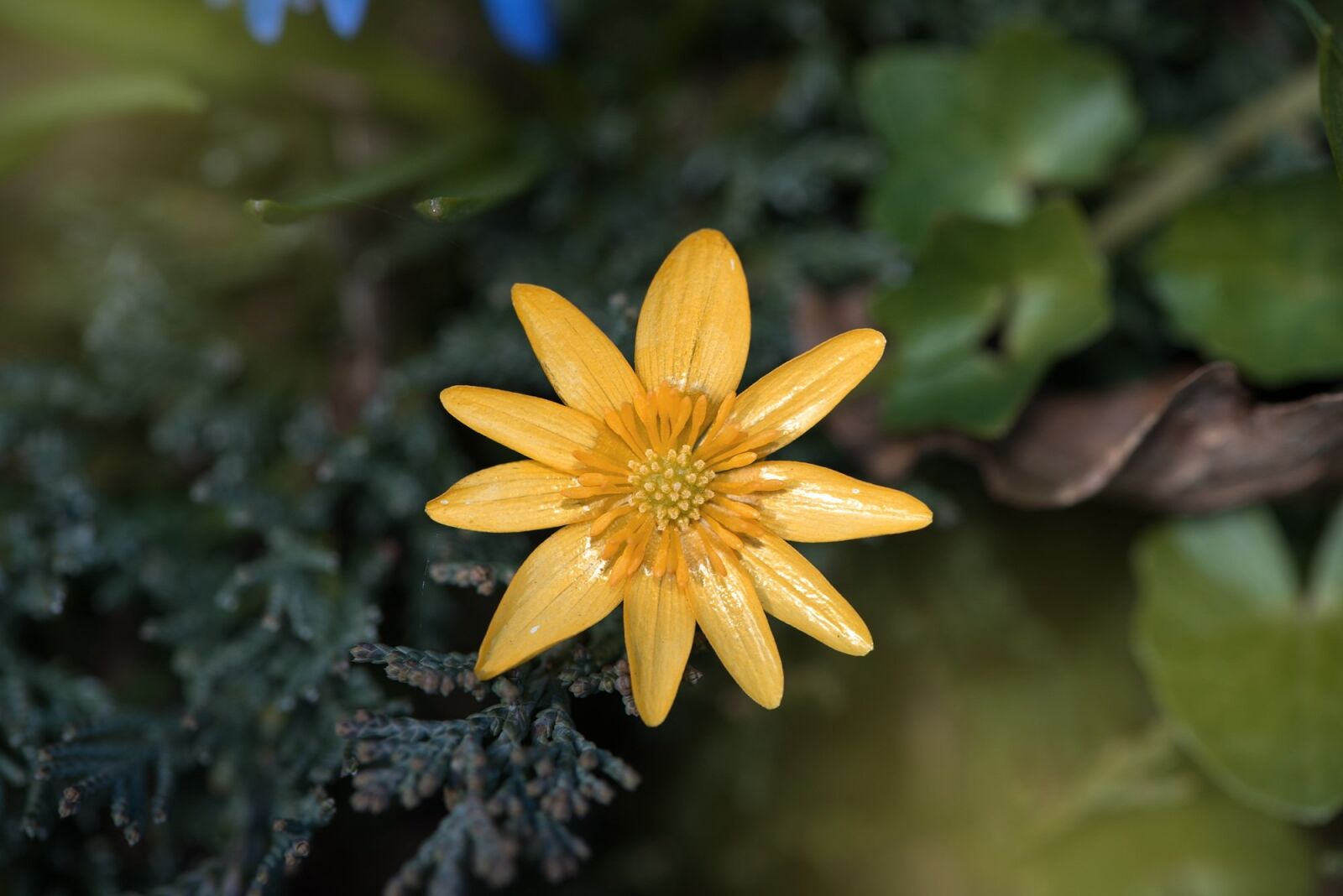 Nikon D750 sample photo. Celandine, flower, plant photography