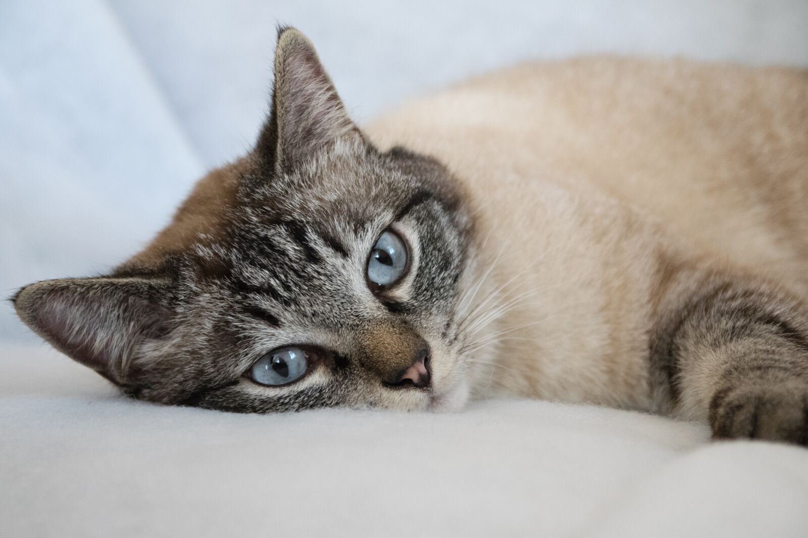 Nikon D5300 sample photo. Cat, animal, cute photography
