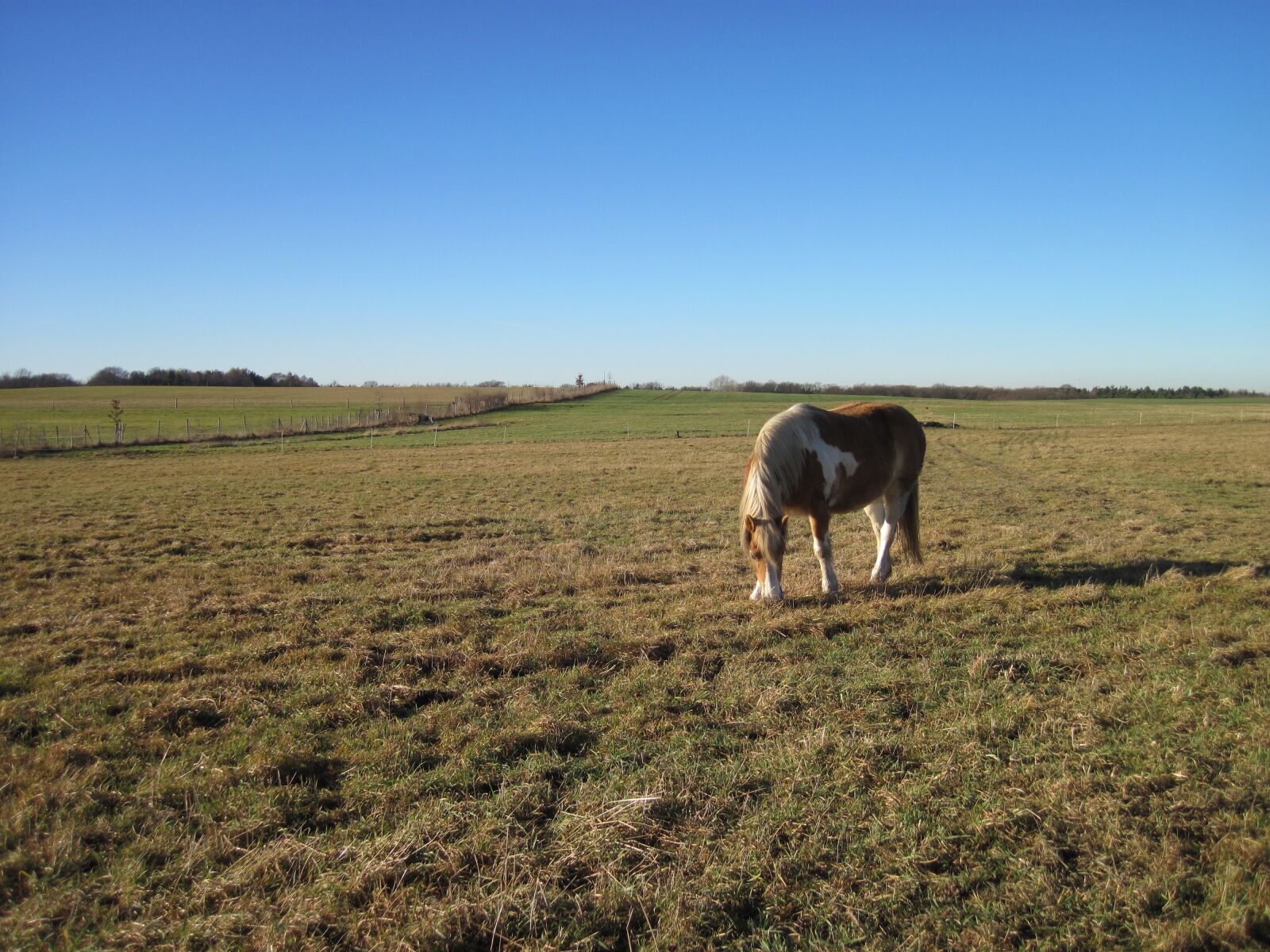 Canon PowerShot D10 sample photo. Horse, pasture, grass photography