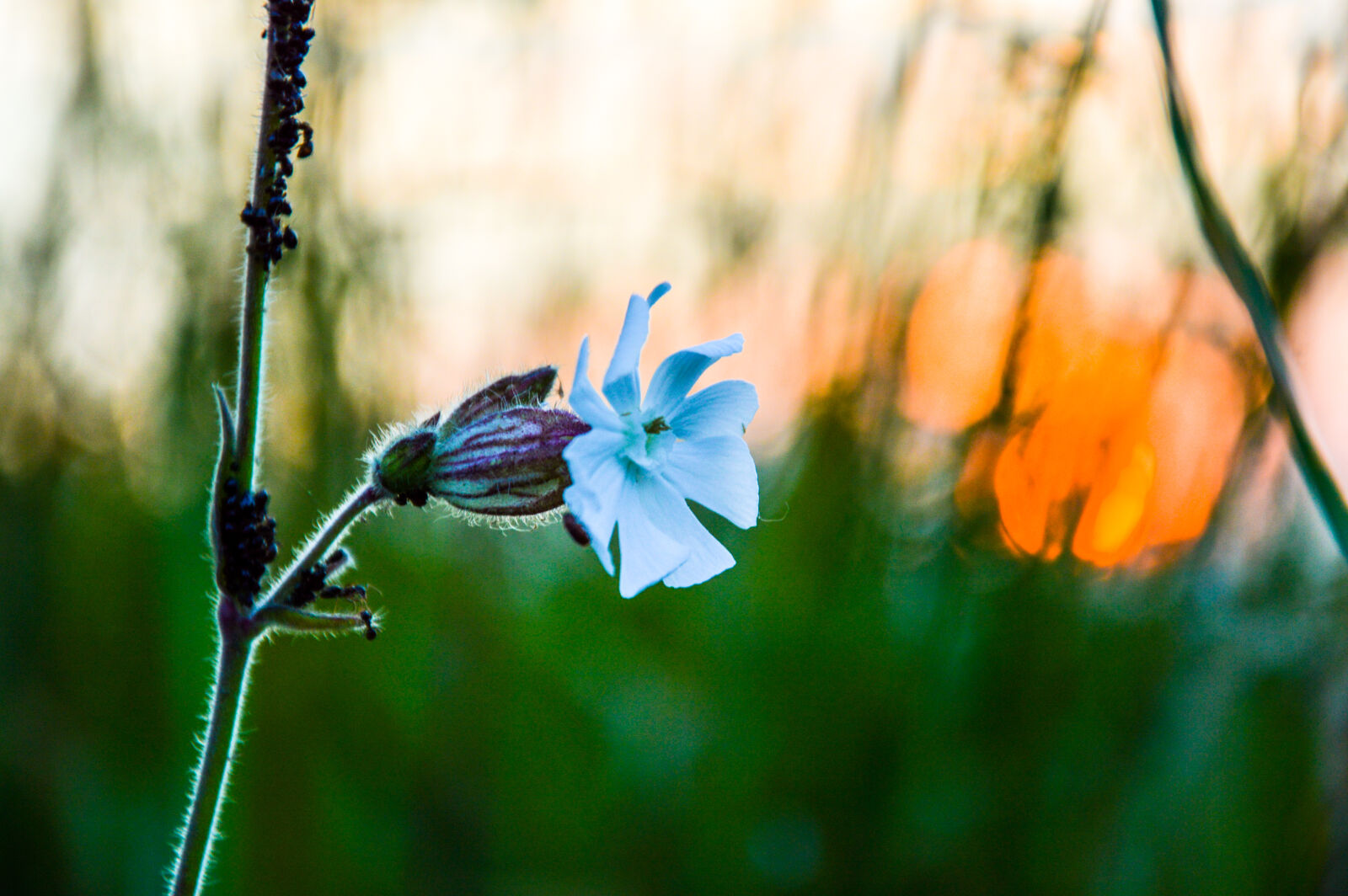 Nikon D3200 sample photo. Flower, sunset photography