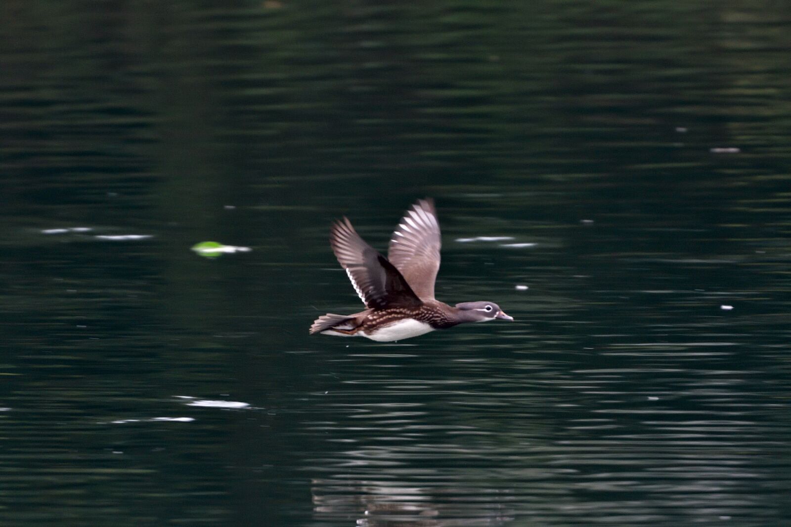 Nikon D500 sample photo. Waters, pond, reflection photography