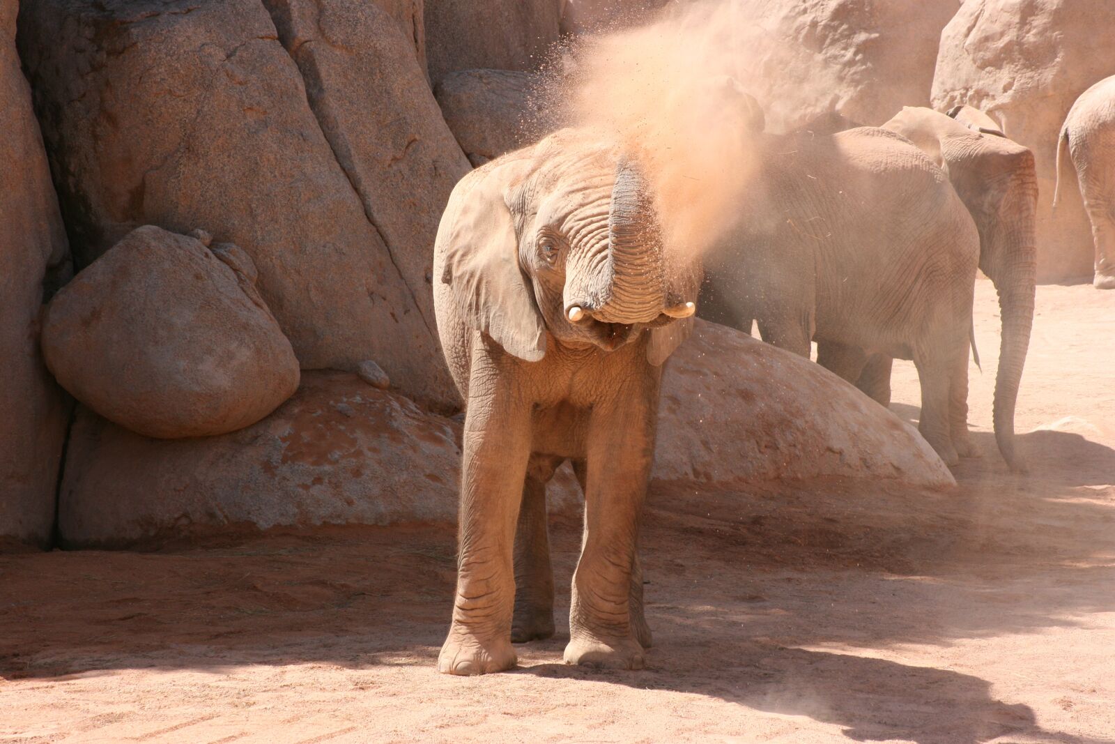 Canon EOS 400D (EOS Digital Rebel XTi / EOS Kiss Digital X) sample photo. Elephant, valencia, bioparc photography