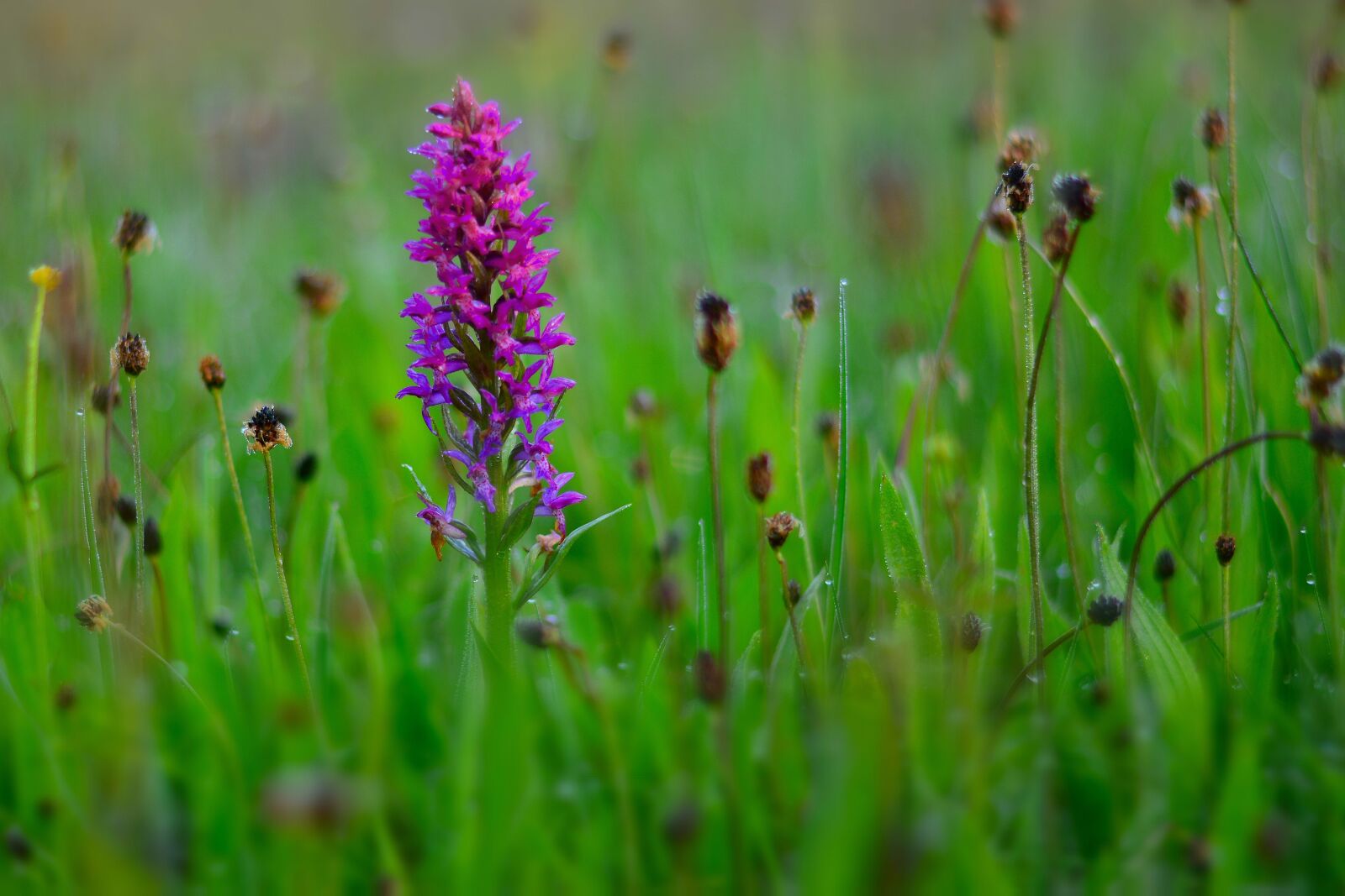 Nikon D5200 sample photo. Meadow, orchid, nature photography