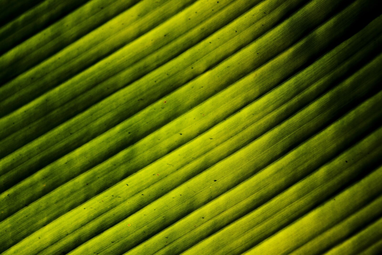 Canon EOS 500D (EOS Rebel T1i / EOS Kiss X3) sample photo. Leaves, banana, light photography