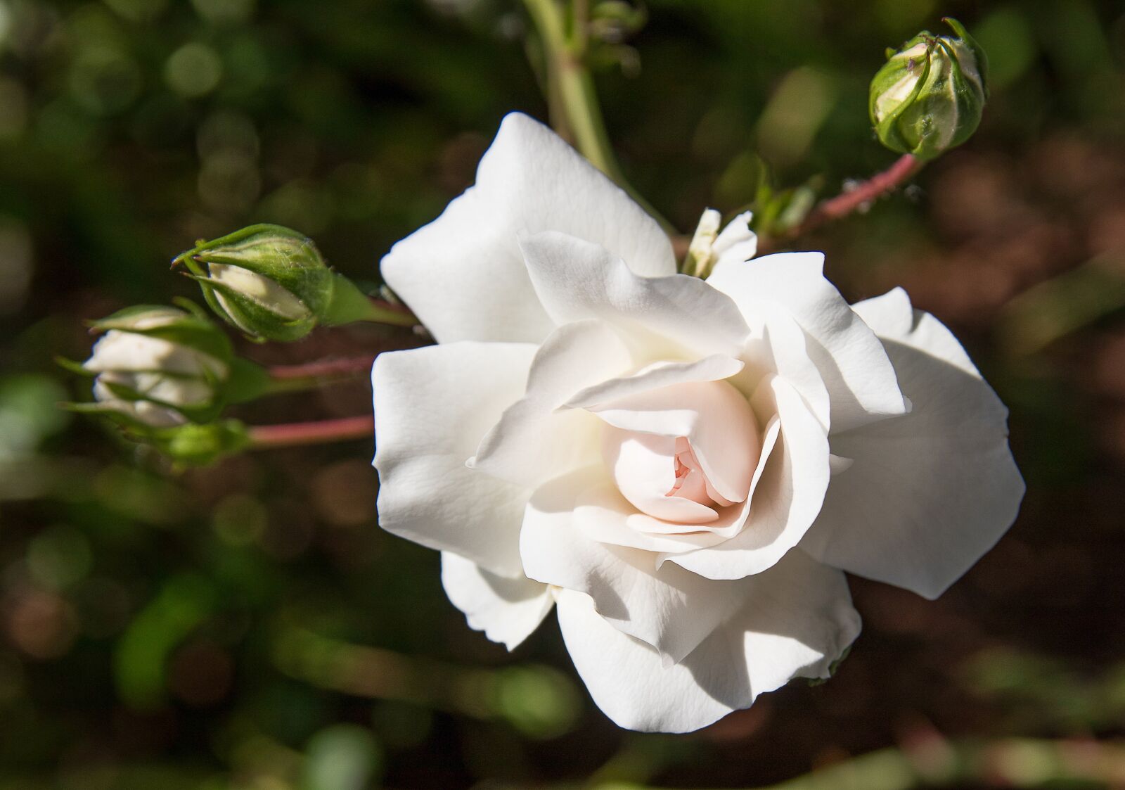 Canon EOS 80D sample photo. Rose, rose bloom, white photography