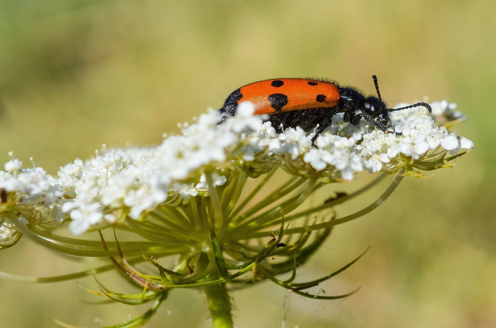 Nikon D3200 sample photo. Beetle, flower, nature photography