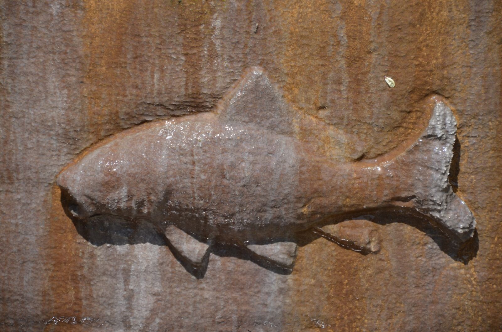 Nikon D5100 sample photo. Fish, door, metal photography