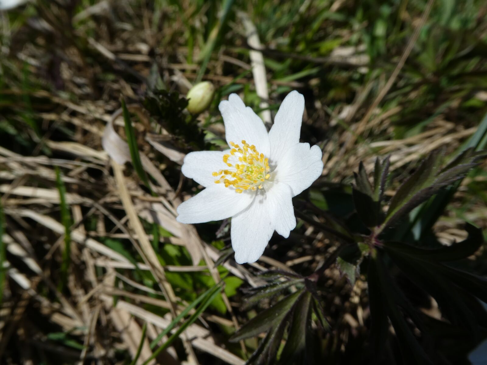 Panasonic DMC-TZ81 sample photo. Flower, white flower, flora photography