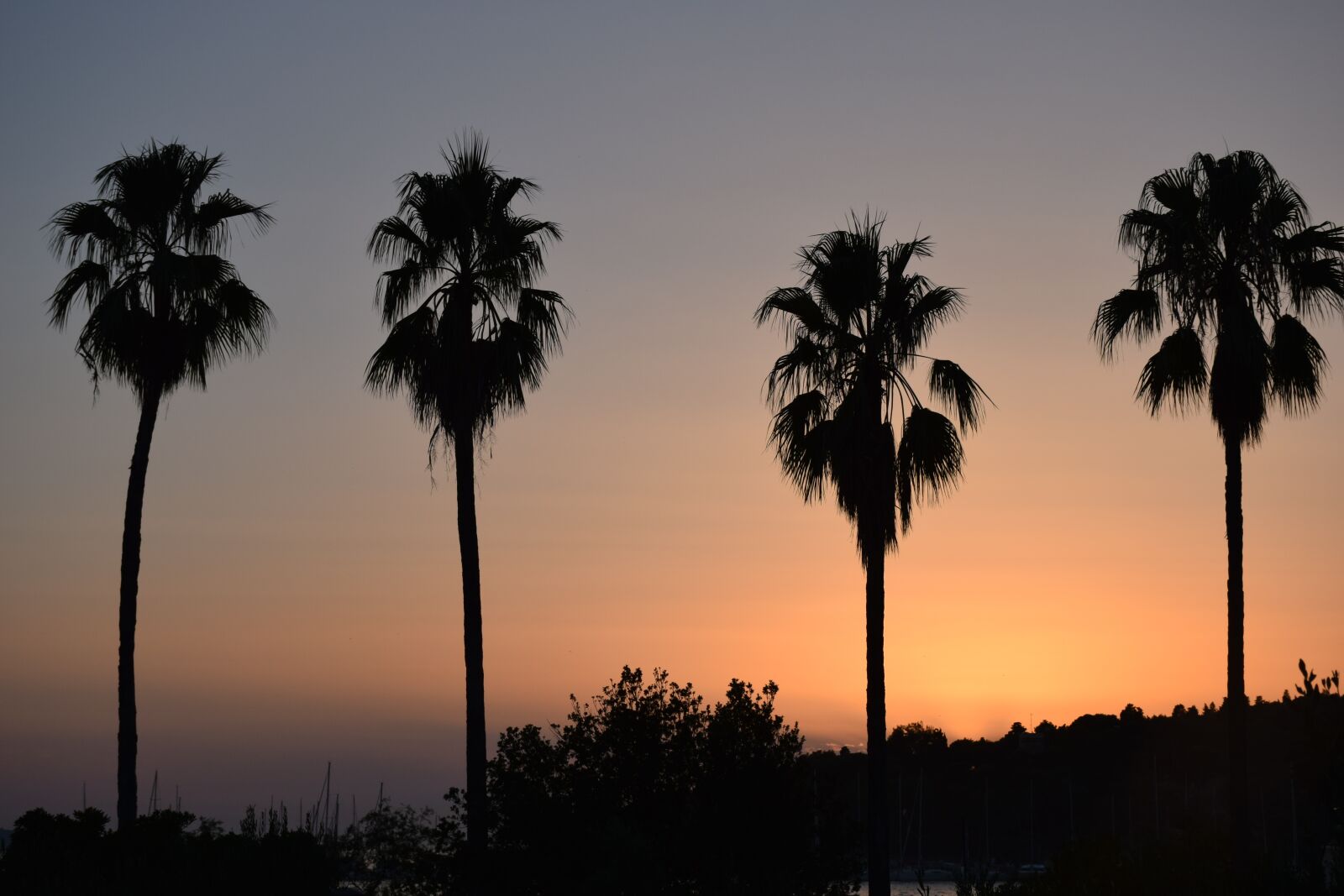 Nikon D5300 sample photo. Sunset, palms, summer photography
