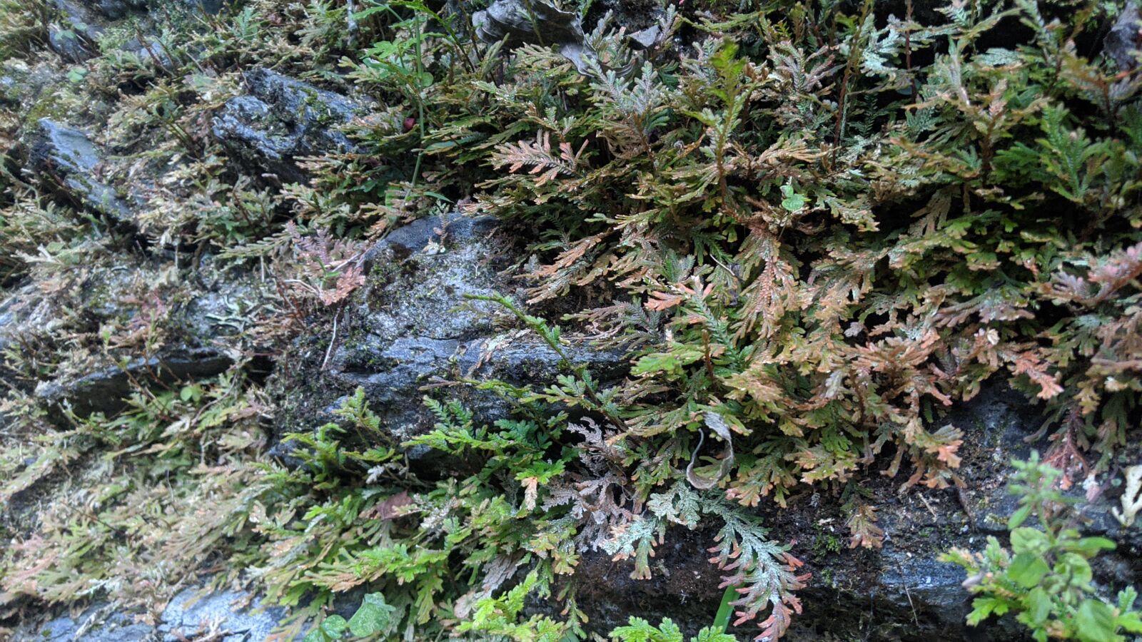 Google Pixel 3 sample photo. Nature, color, ground photography
