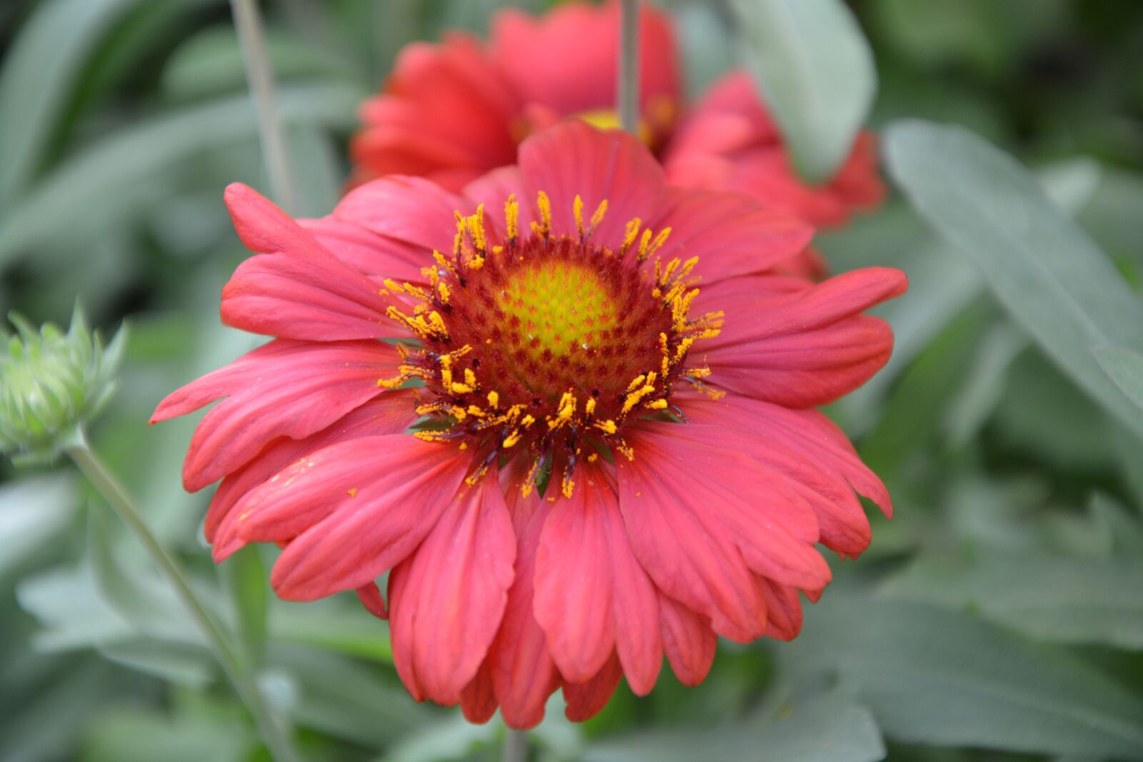 Nikon D5200 sample photo. Red flower, petals green photography