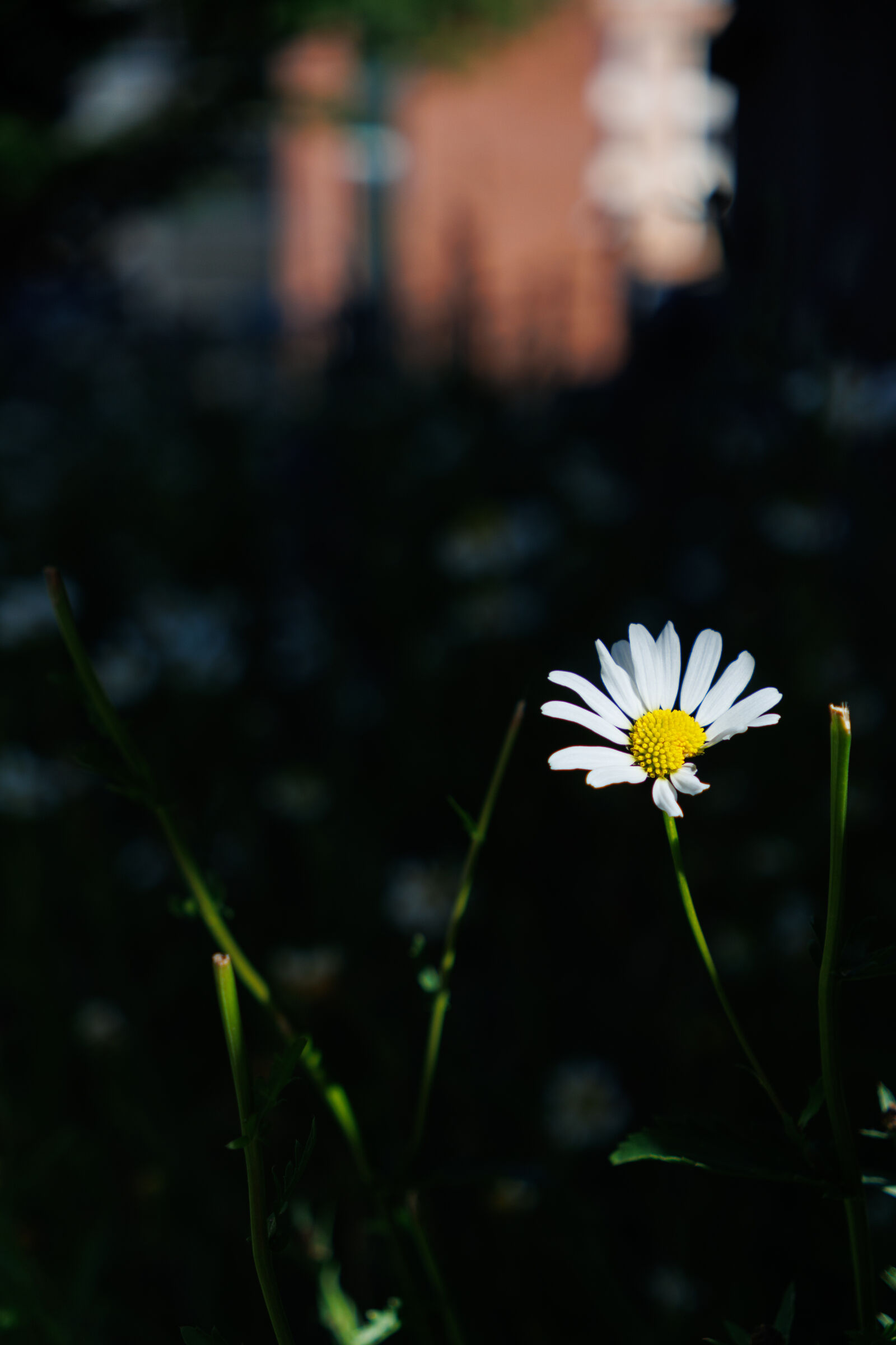 Canon EOS R7 sample photo. Flower sunshine photography
