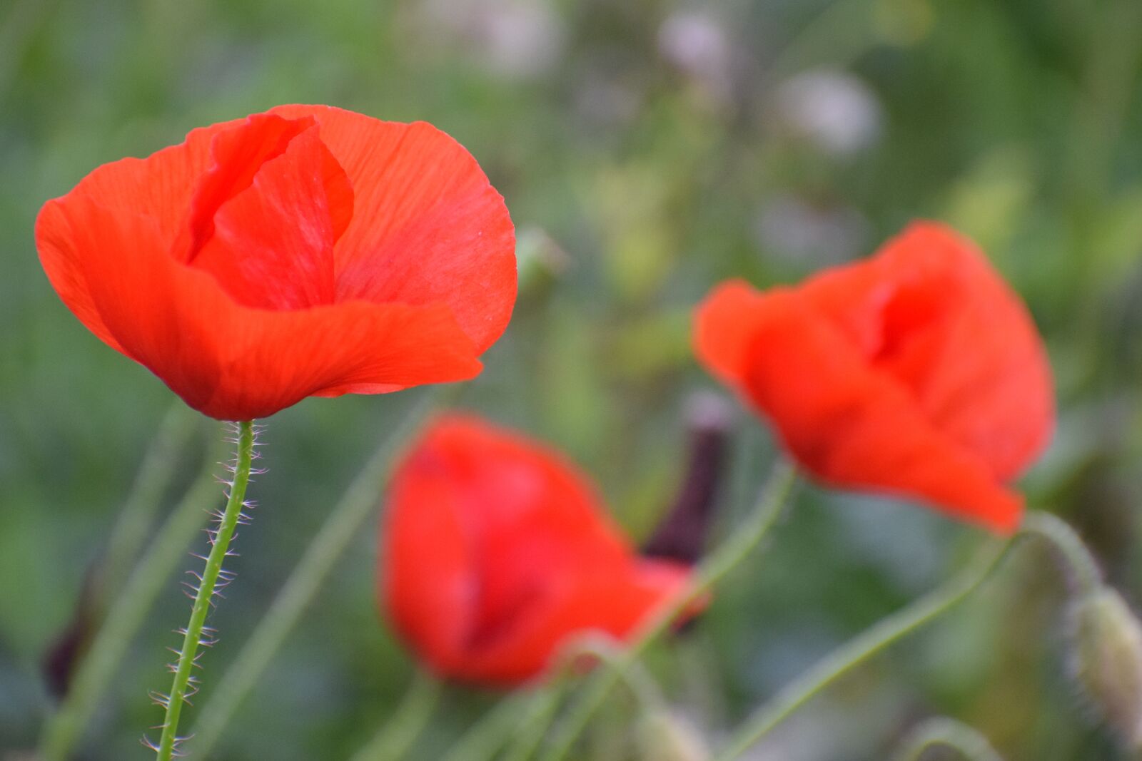 Nikon D3300 sample photo. Red poppy in october photography