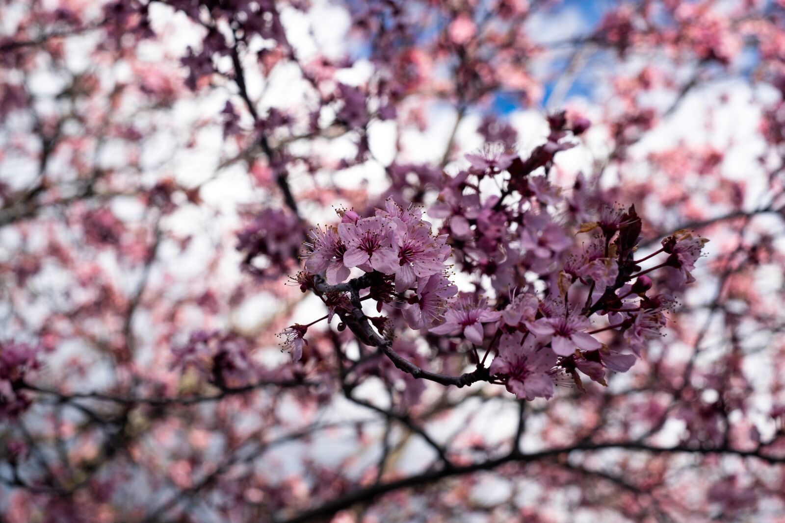Fujifilm X-T1 + Fujifilm XF 35mm F1.4 R sample photo. Flower almond tree, nature photography