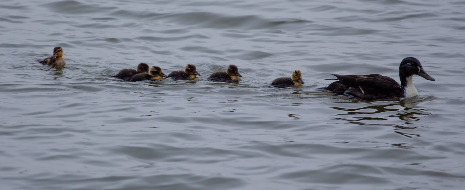 Canon EOS 5D Mark II sample photo. Duck and ducklings, mallard photography