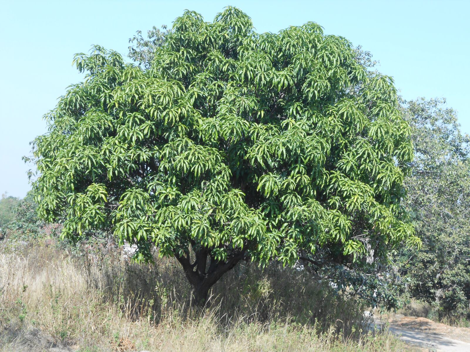 Nikon Coolpix S3300 sample photo. Mango tree, tree, mango photography