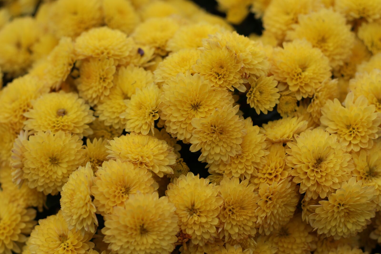 Canon EOS 700D (EOS Rebel T5i / EOS Kiss X7i) sample photo. Chrysanthemum, yellow flowers, nature photography