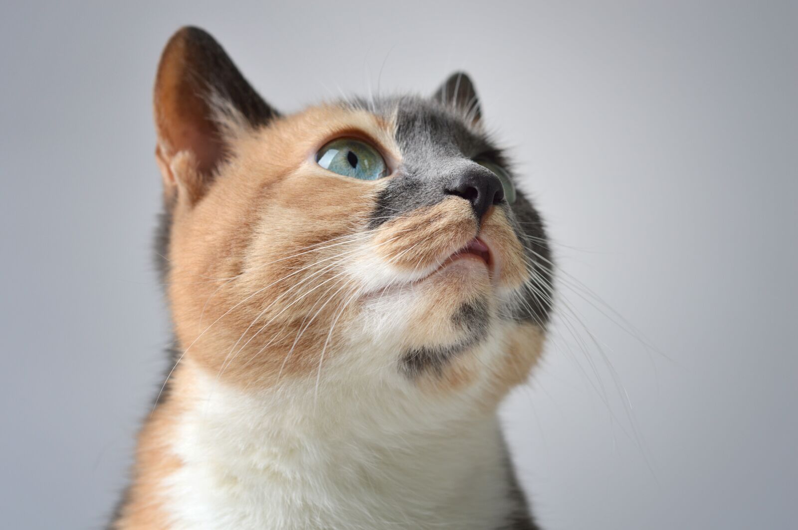 Nikon D3200 sample photo. Cat, cute animal, cute photography