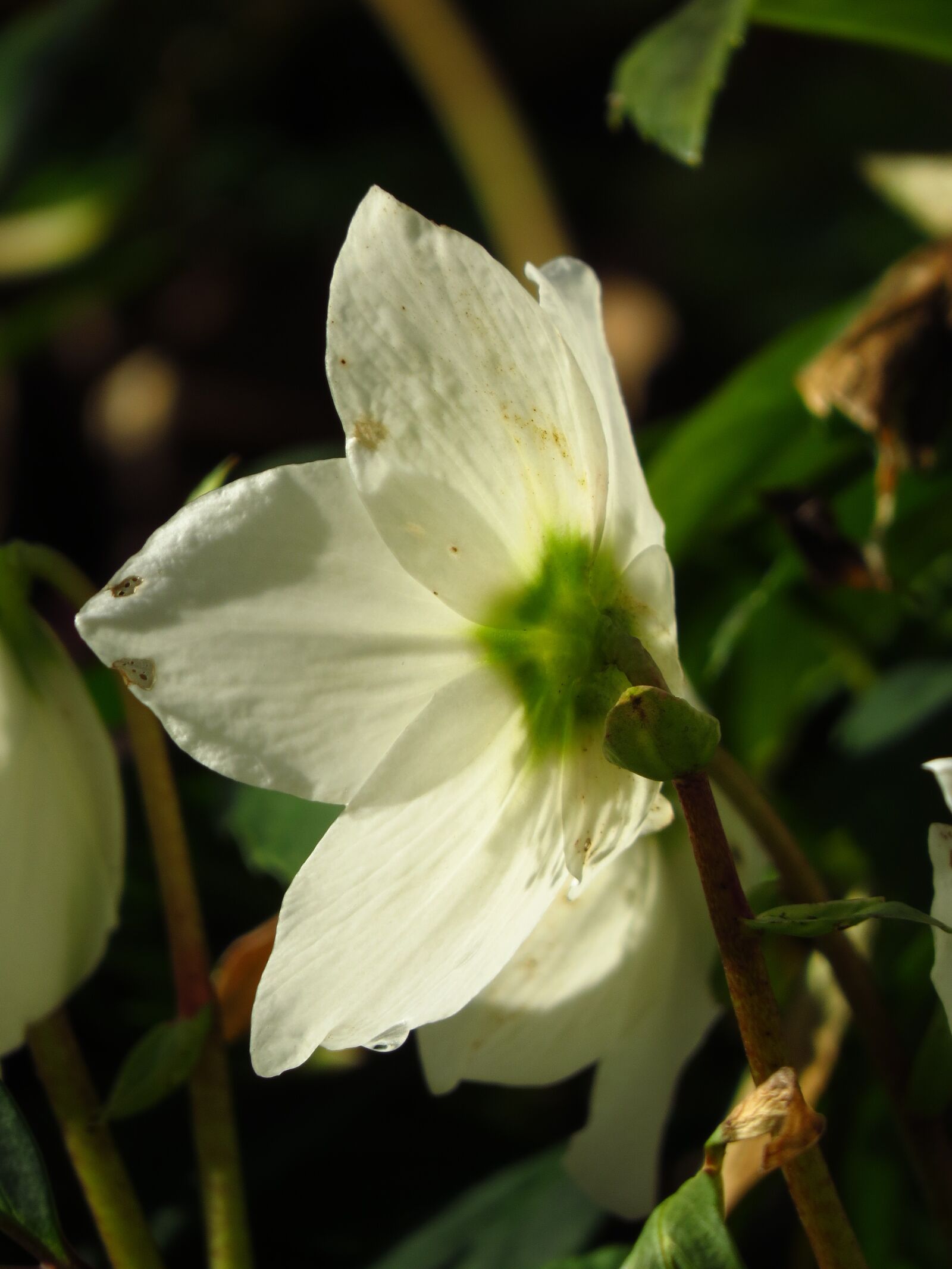 Canon PowerShot SX50 HS sample photo. Christmas rose, anemone blanda photography