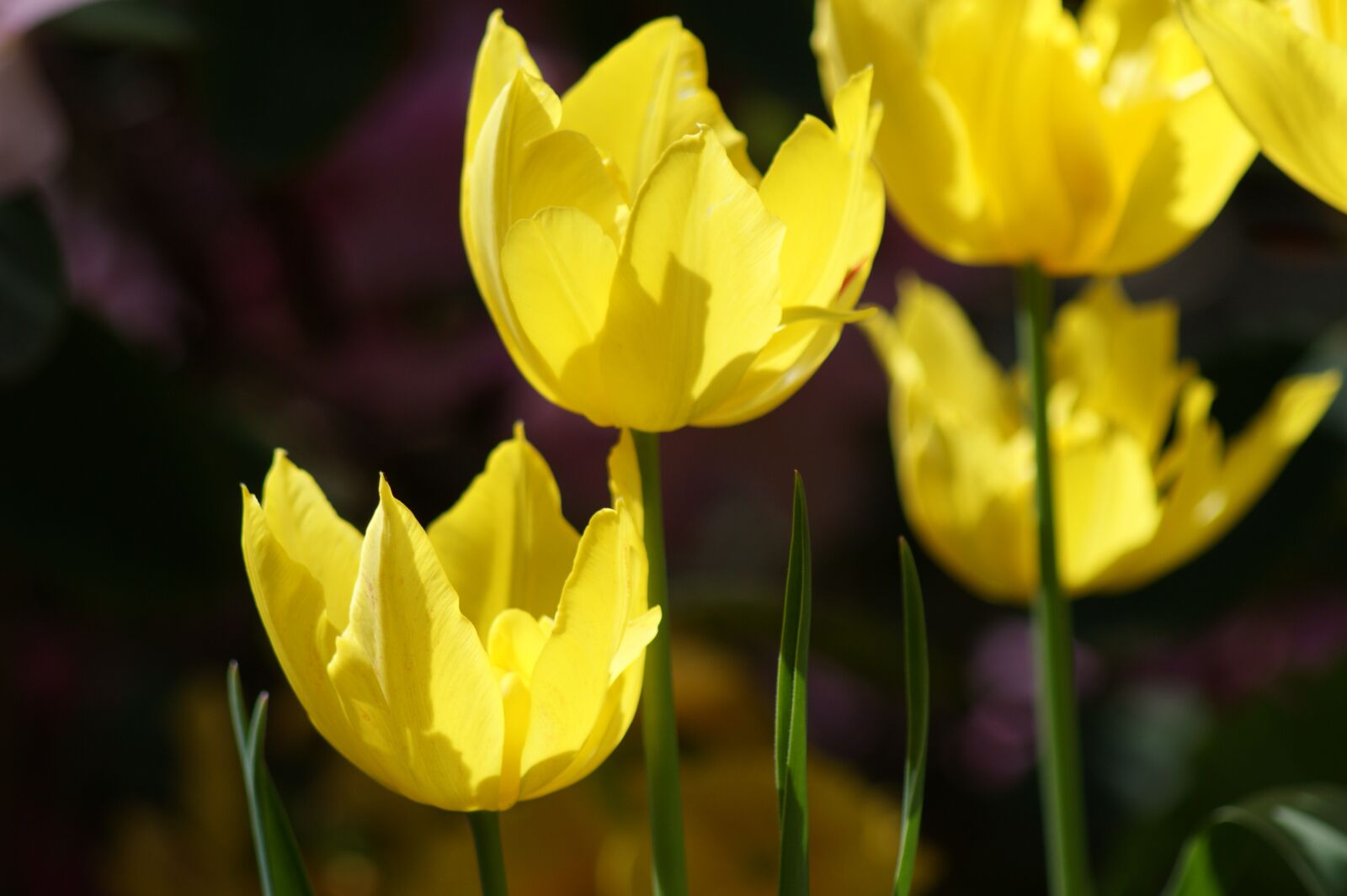 Sony Alpha DSLR-A350 sample photo. Tulip, yellow, flowers photography