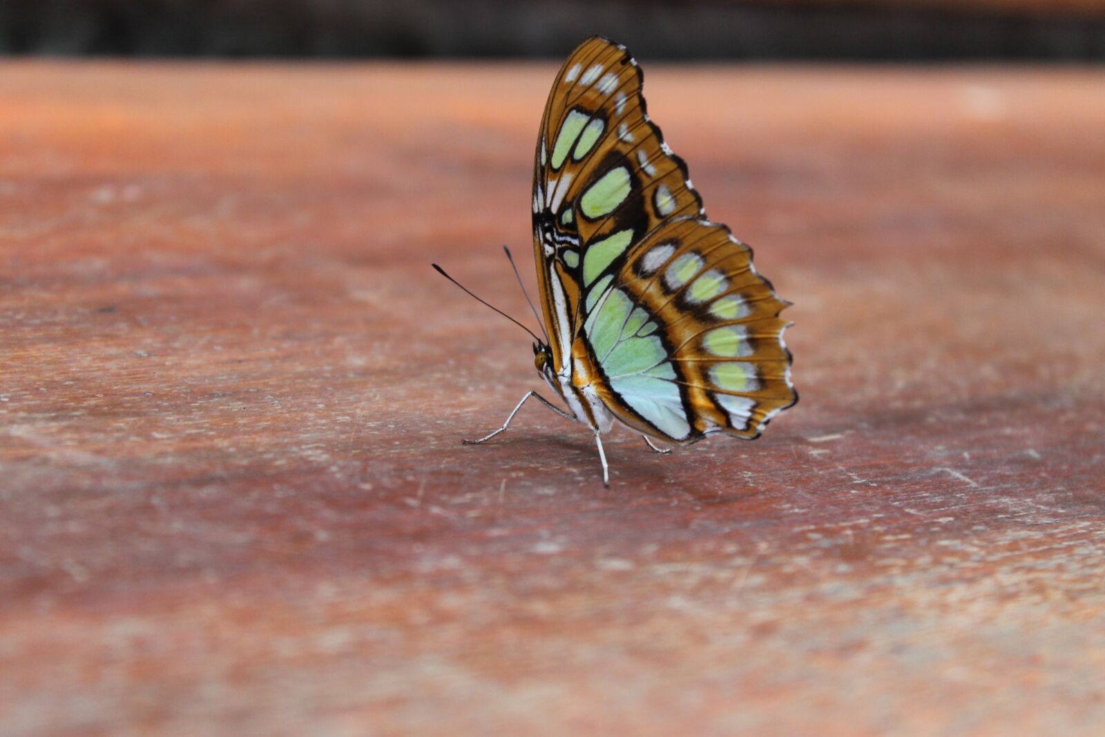 Canon EOS 1100D (EOS Rebel T3 / EOS Kiss X50) sample photo. Butterfly, nature, insects photography