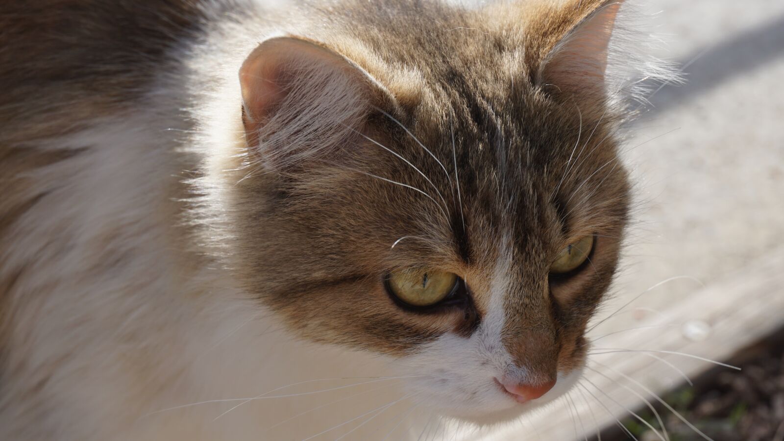 Sony E 16-50mm F3.5-5.6 PZ OSS sample photo. Cat, animal portrait, eyes photography