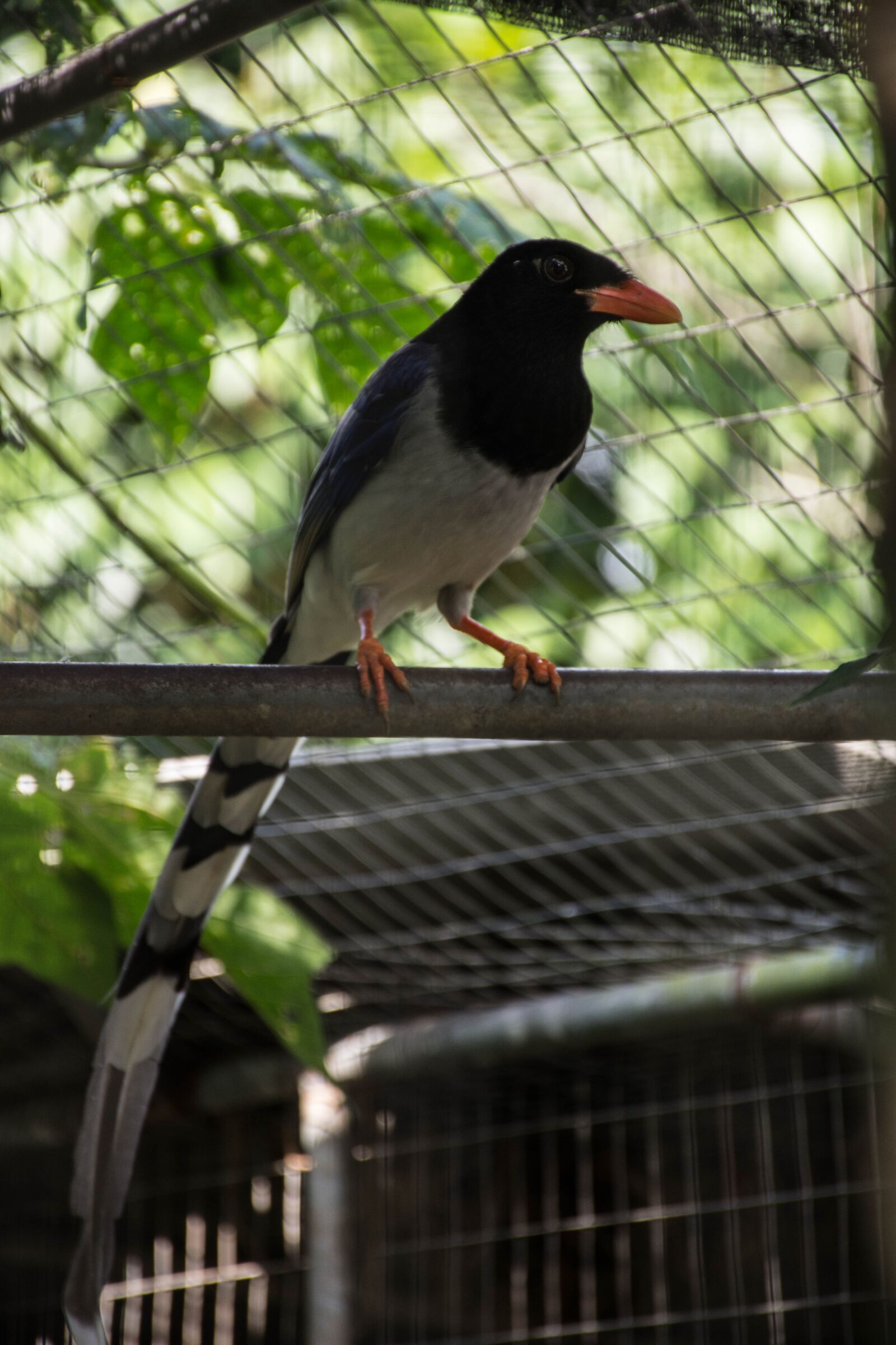 Nikon D7200 sample photo. Birds, nature, flying birds photography