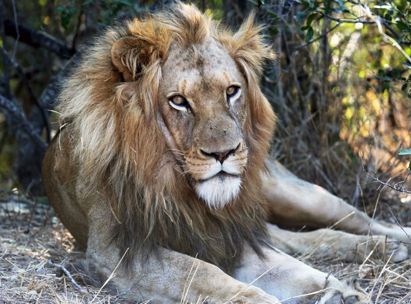 Canon EF 100-400mm F4.5-5.6L IS USM sample photo. Lion, male lion, wild photography
