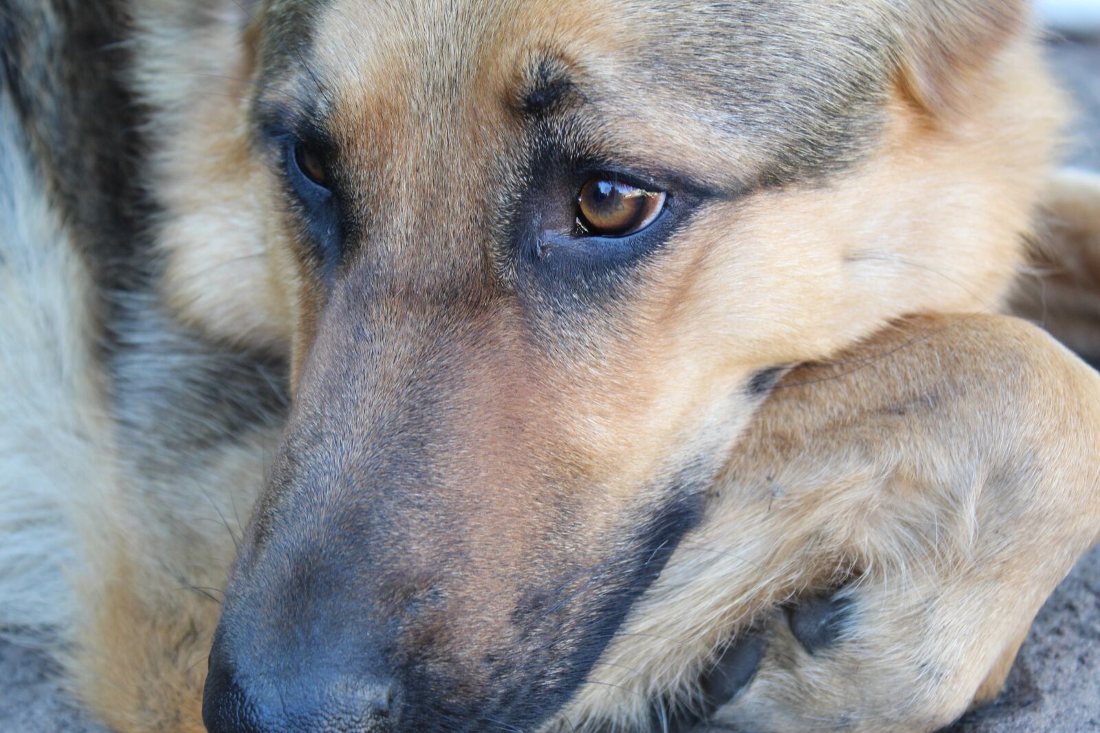 Canon EOS 4000D (EOS Rebel T100 / EOS 3000D) sample photo. Dog, german shepherd, pet photography