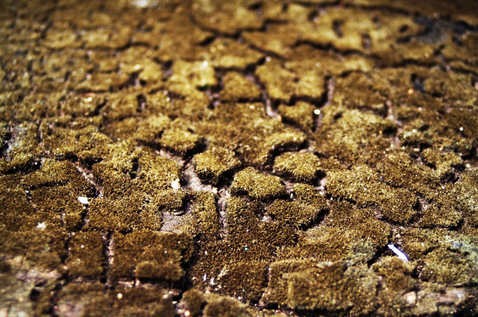Olympus E-300 (EVOLT E-300) sample photo. Bark, tree, wood photography