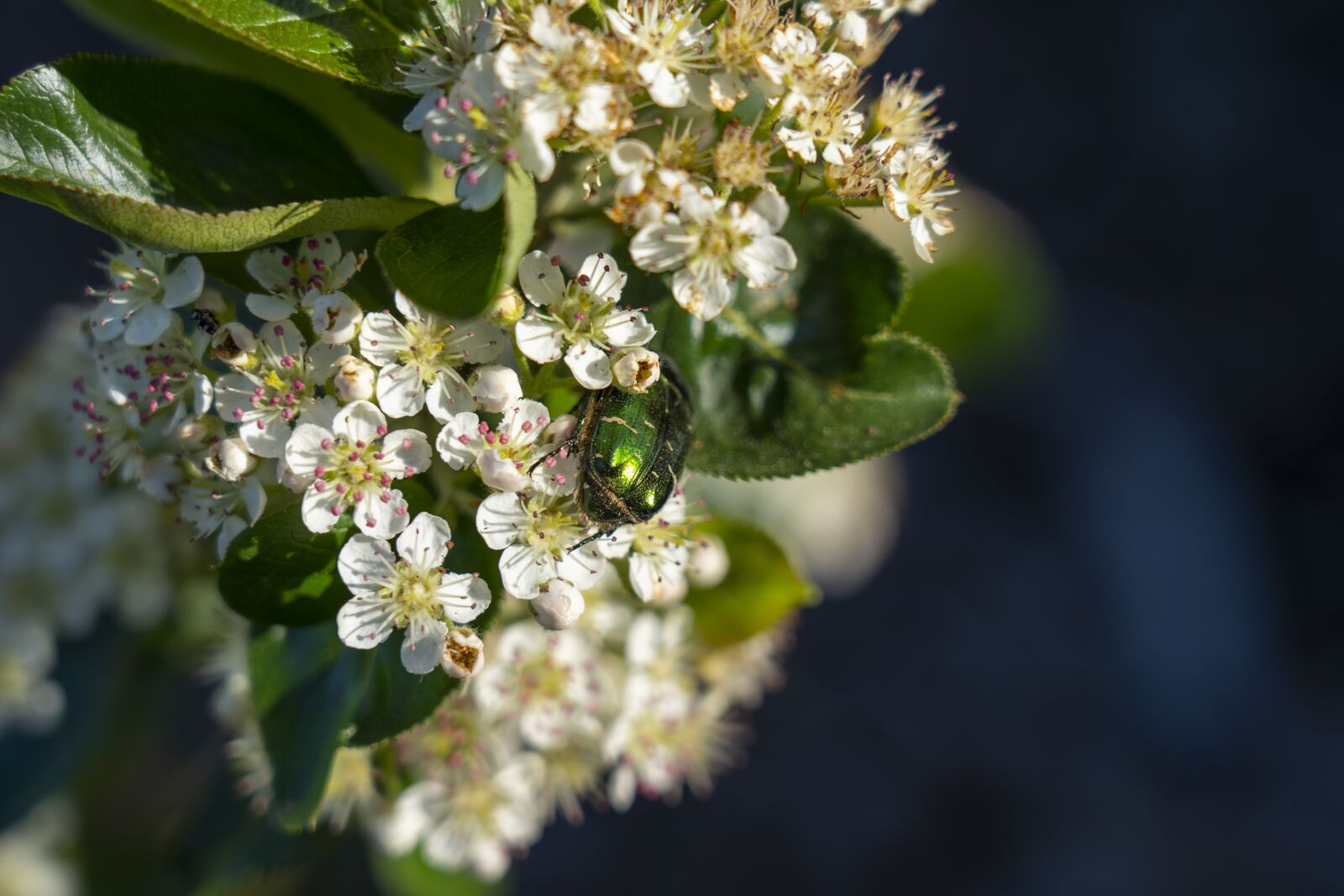 Sony FE 24-105mm F4 G OSS sample photo. Flower, flowering, beetle photography