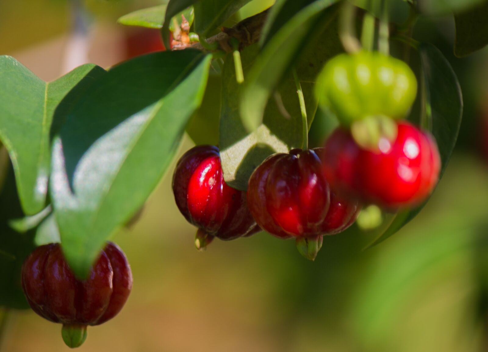 Canon EOS 70D sample photo. Pitangueira, cherry, fruit photography