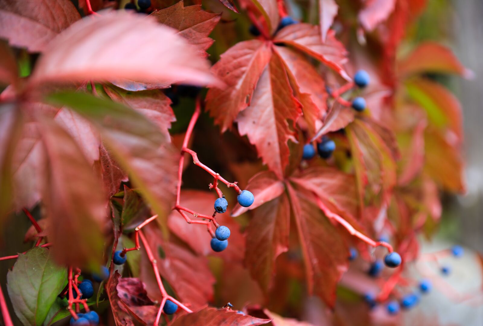 Canon EOS 5D Mark IV sample photo. Wild grapes, berry, blue photography