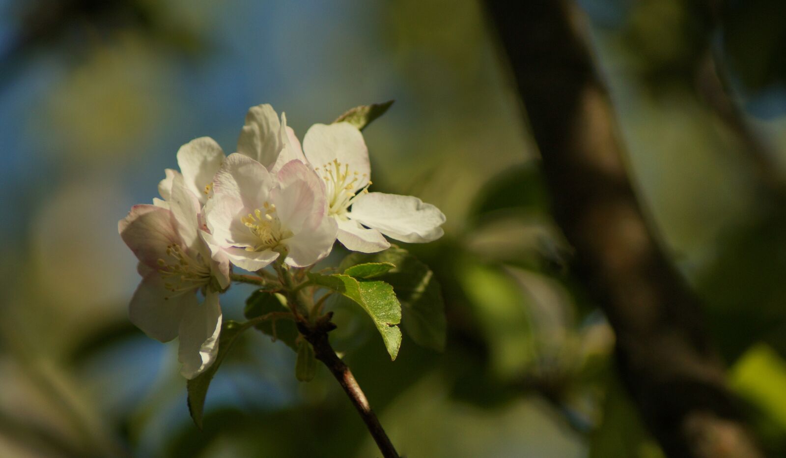 Sony SLT-A57 sample photo. Apple, blossom, bloom photography