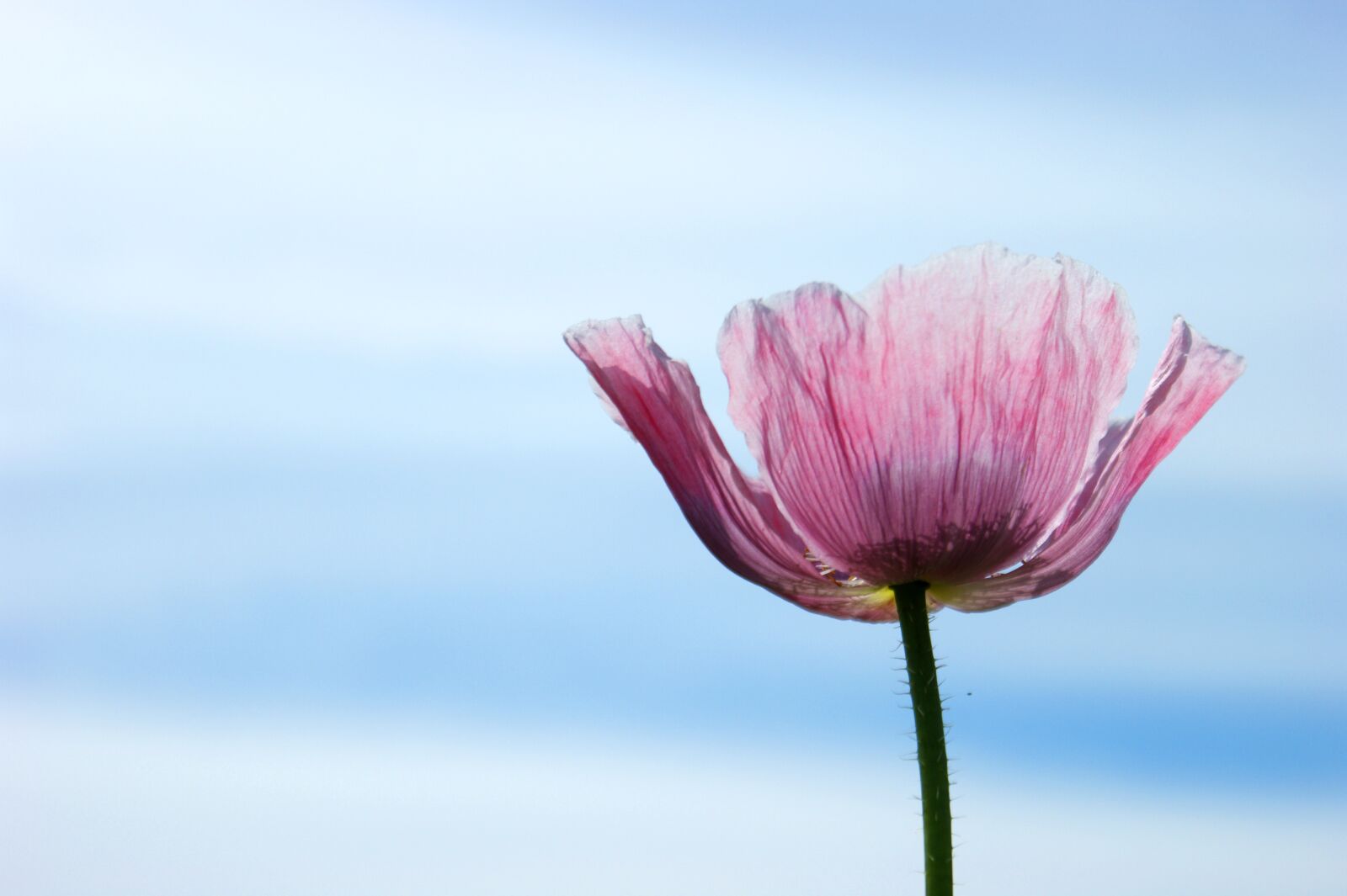 Sony Alpha DSLR-A350 sample photo. Poppy, blossom, bloom photography