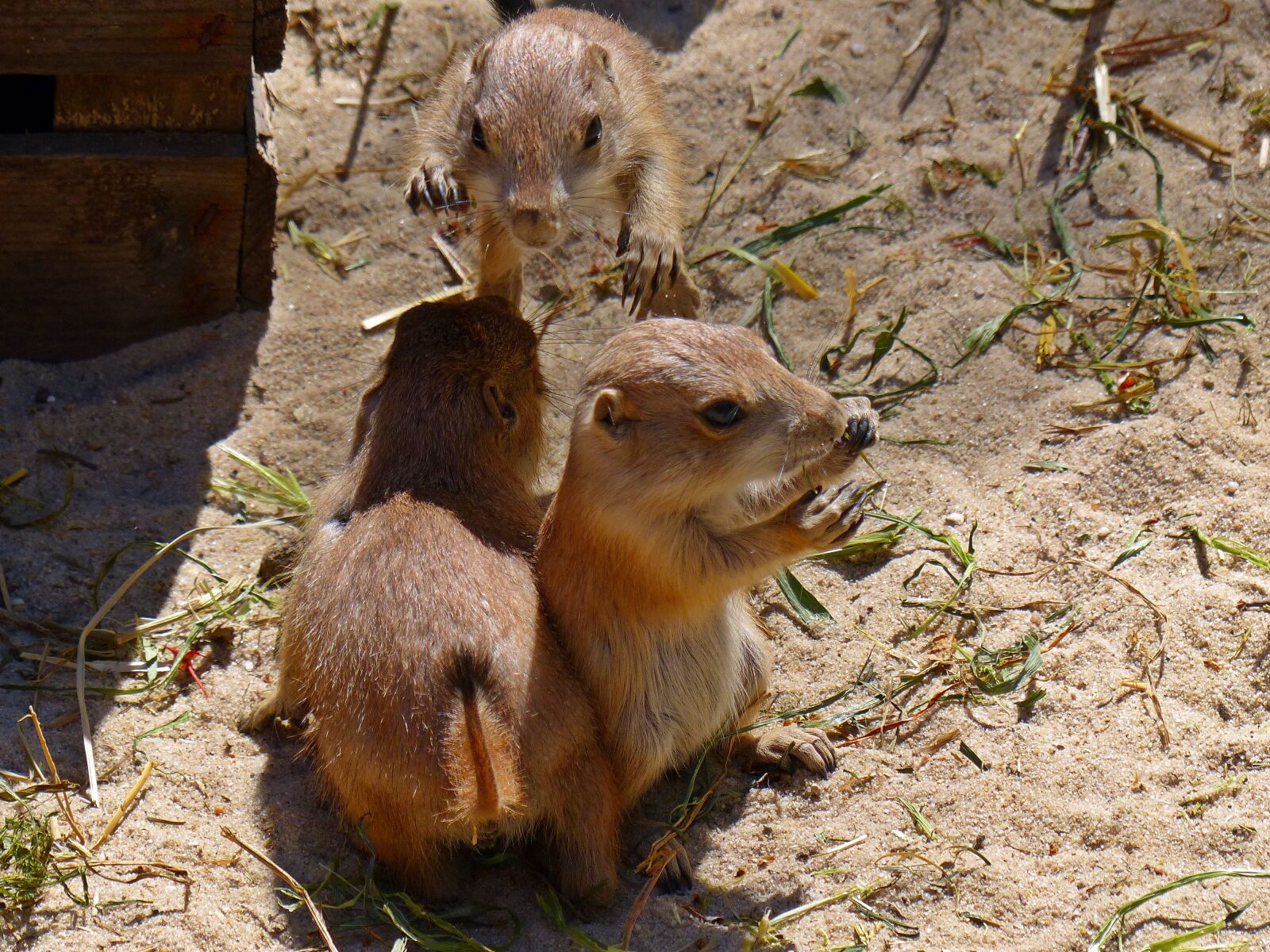 Panasonic Lumix DMC-FZ200 sample photo. Prairie dog, young animal photography
