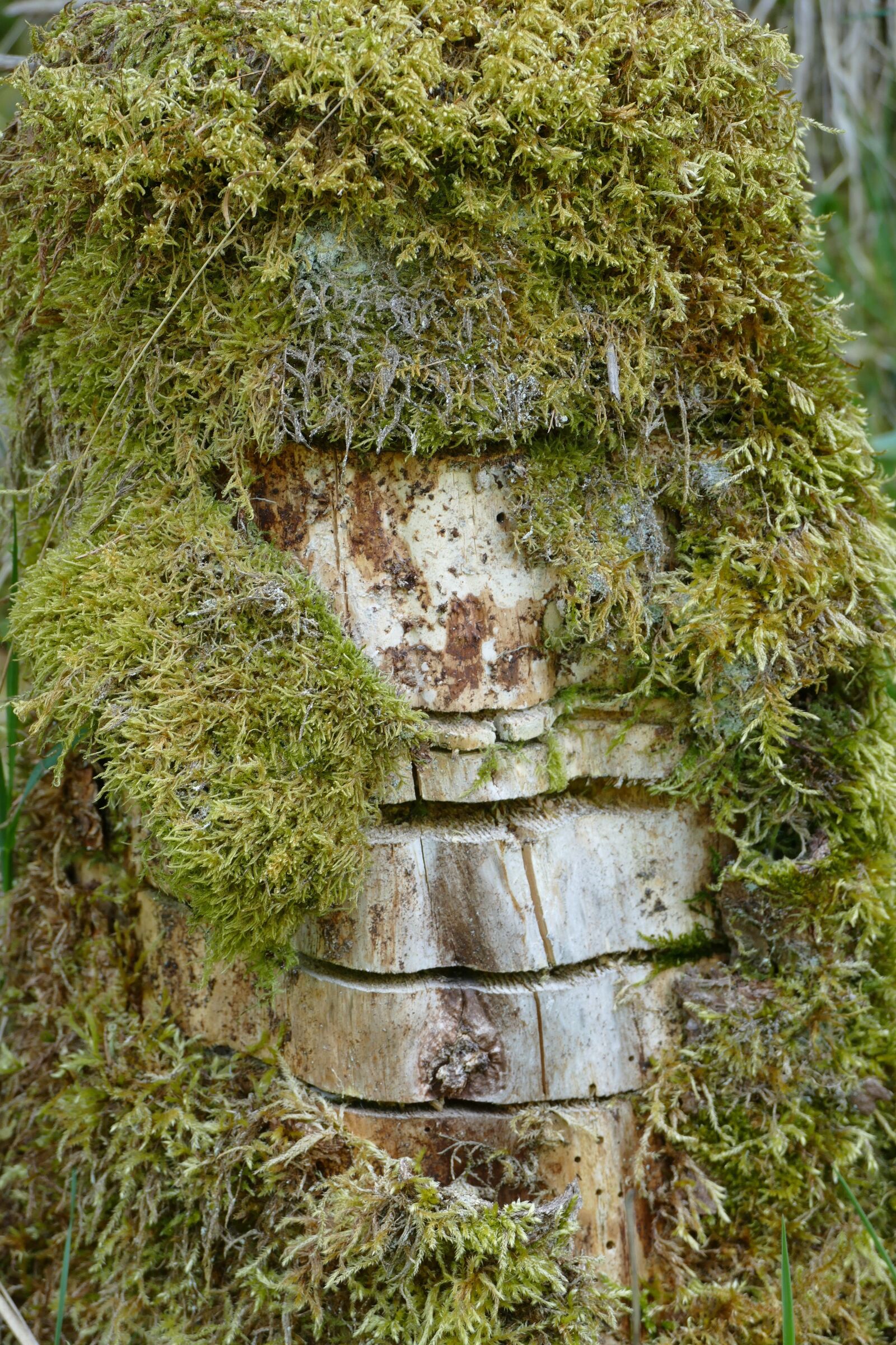 Panasonic Lumix DMC-FZ1000 sample photo. Moss, notch, tree stump photography