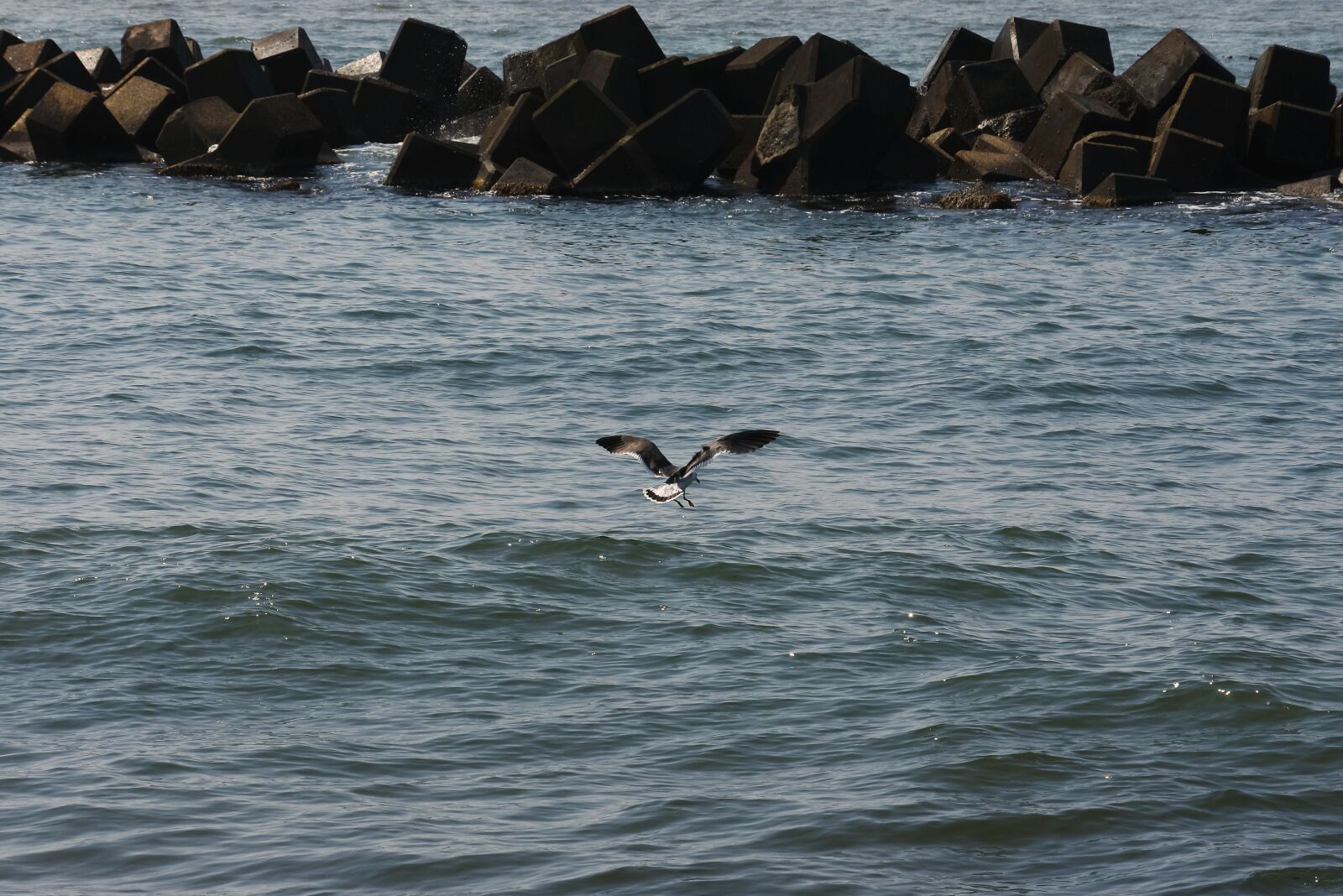Nikon 1 Nikkor VR 30-110mm F3.8-5.6 sample photo. Animal, sea, sea gull photography