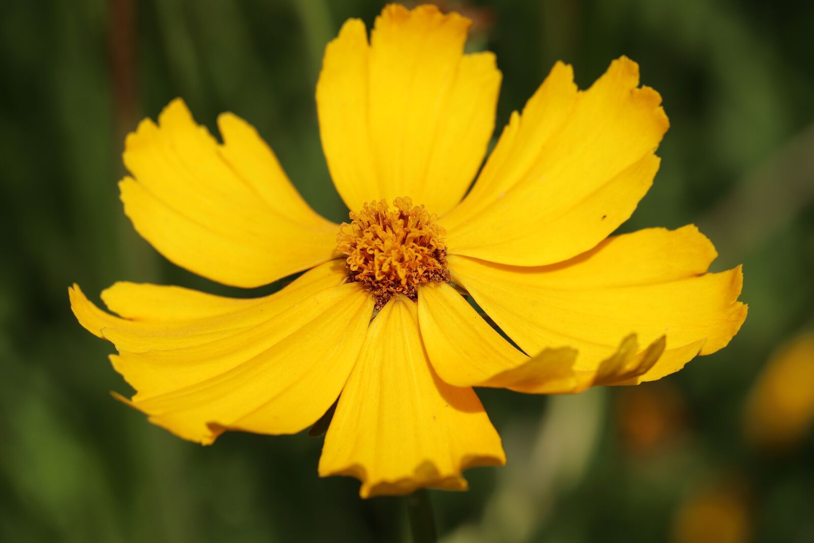 Canon EOS 800D (EOS Rebel T7i / EOS Kiss X9i) sample photo. M dchenauge, lance-leaf coreopsis photography