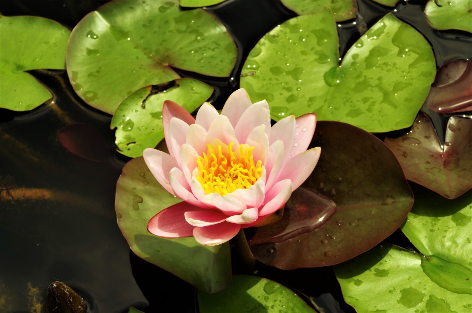 Pentax K-50 sample photo. Flower, water lilies, flower photography