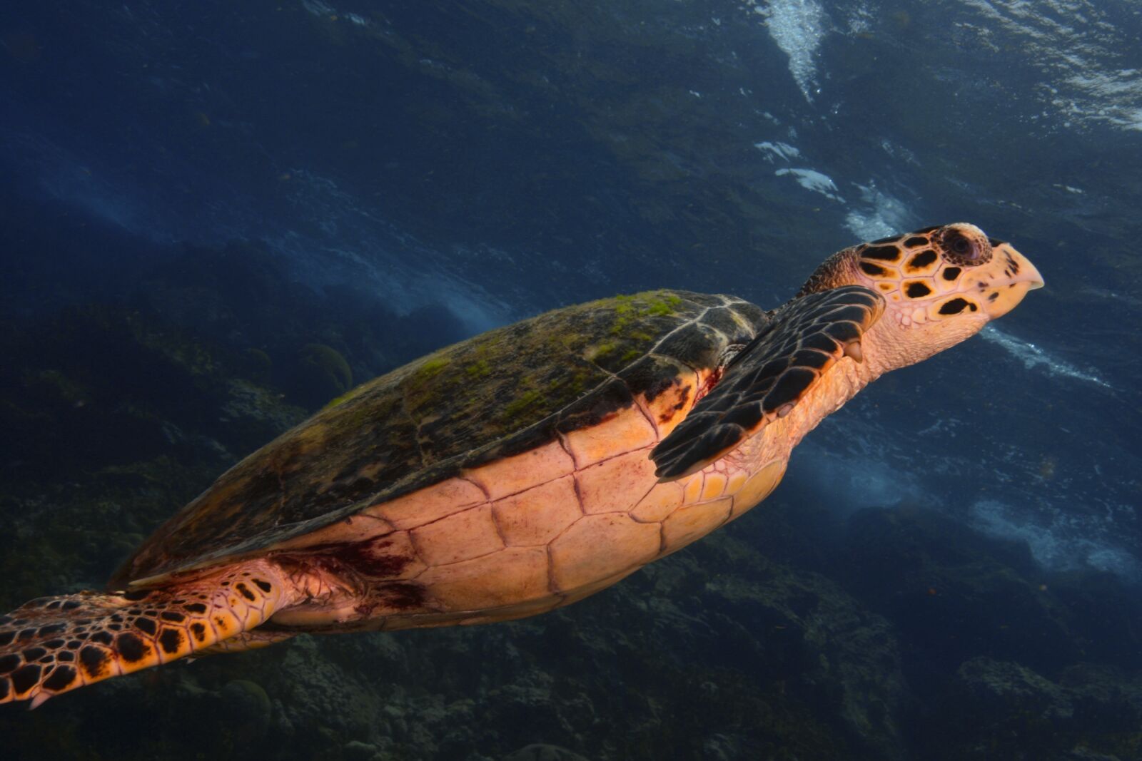 Nikon D800 sample photo. Turtle, sea, scuba diving photography