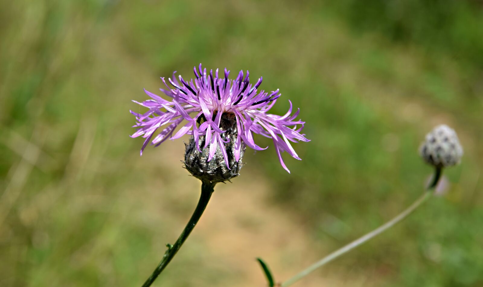 Nikon D5300 sample photo. Field bloom, meadow, flower photography