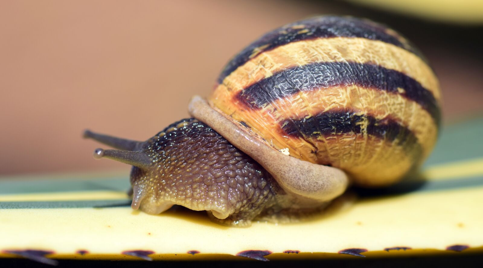Nikon D3300 sample photo. Snail, shell, close up photography