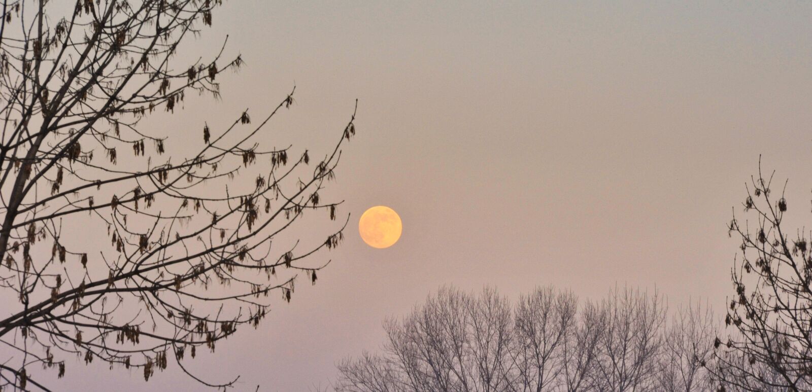 Nikon D700 sample photo. Luna, trees, leaves photography