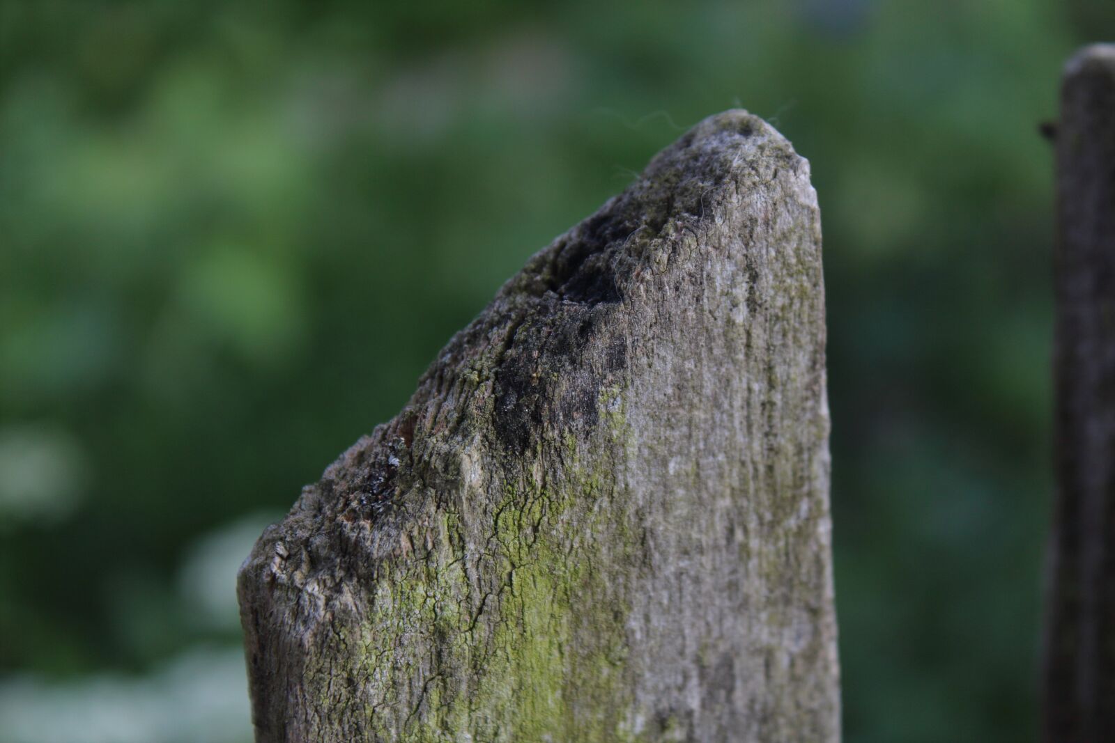 Canon EOS 1300D (EOS Rebel T6 / EOS Kiss X80) sample photo. Moss, wood, the fence photography