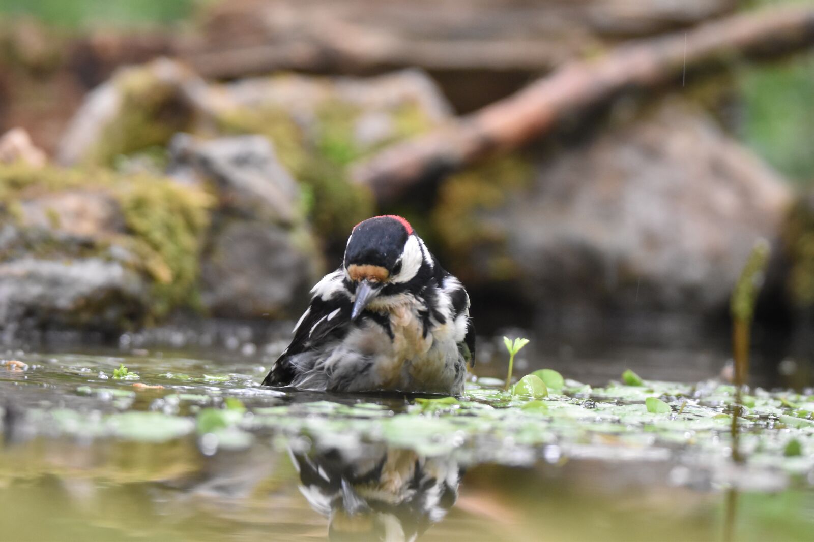 Nikon D5600 sample photo. Woodpecker, bird, animal photography