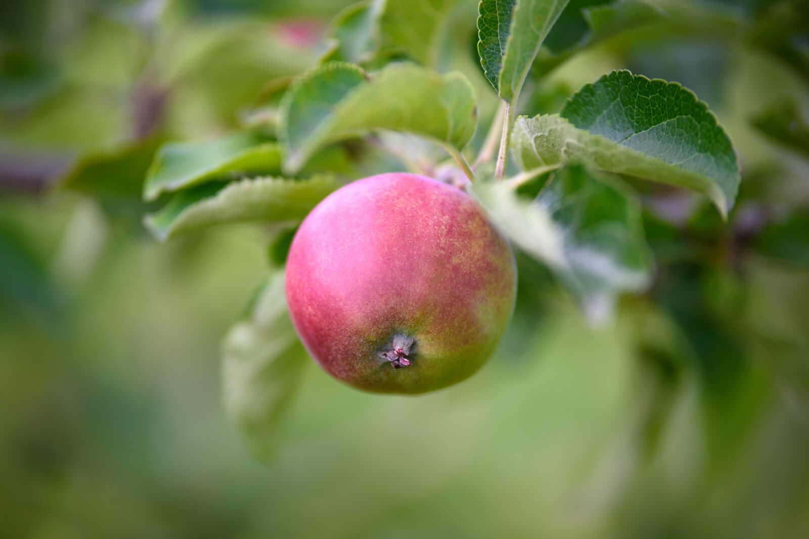 Nikon D750 sample photo. Apple, sad, garden photography