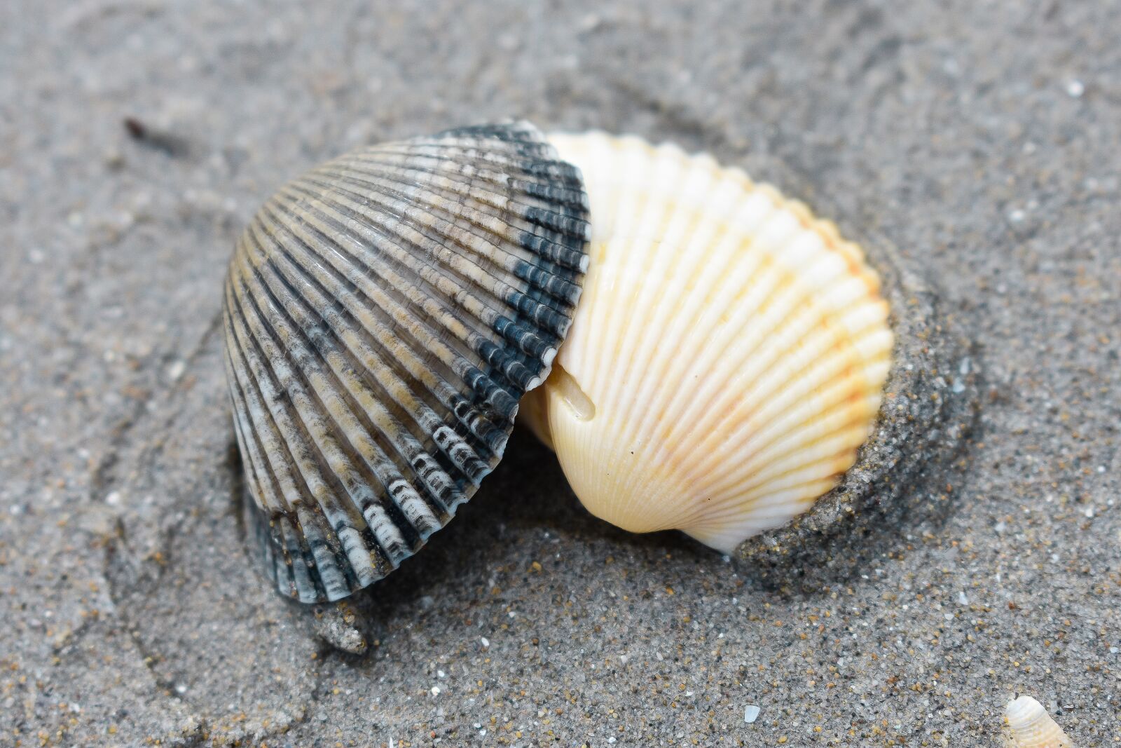 Nikon D3400 sample photo. Shells, sea, beach photography