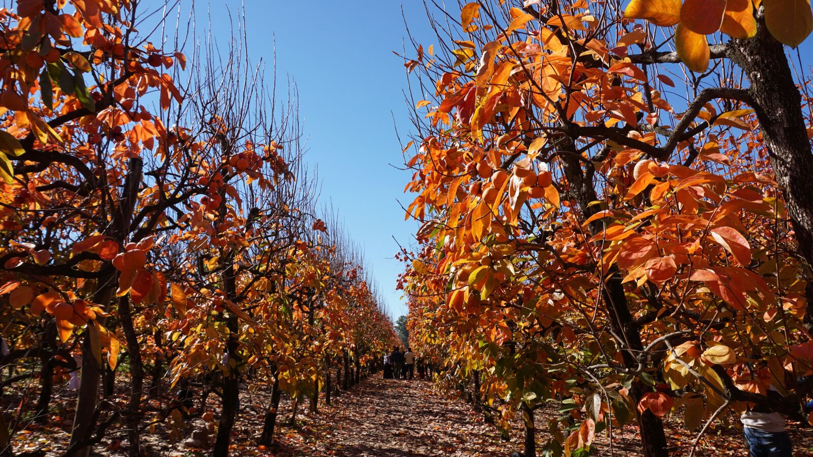 Sony E 16-50mm F3.5-5.6 PZ OSS sample photo. Autumn, fruit trees, orchard photography