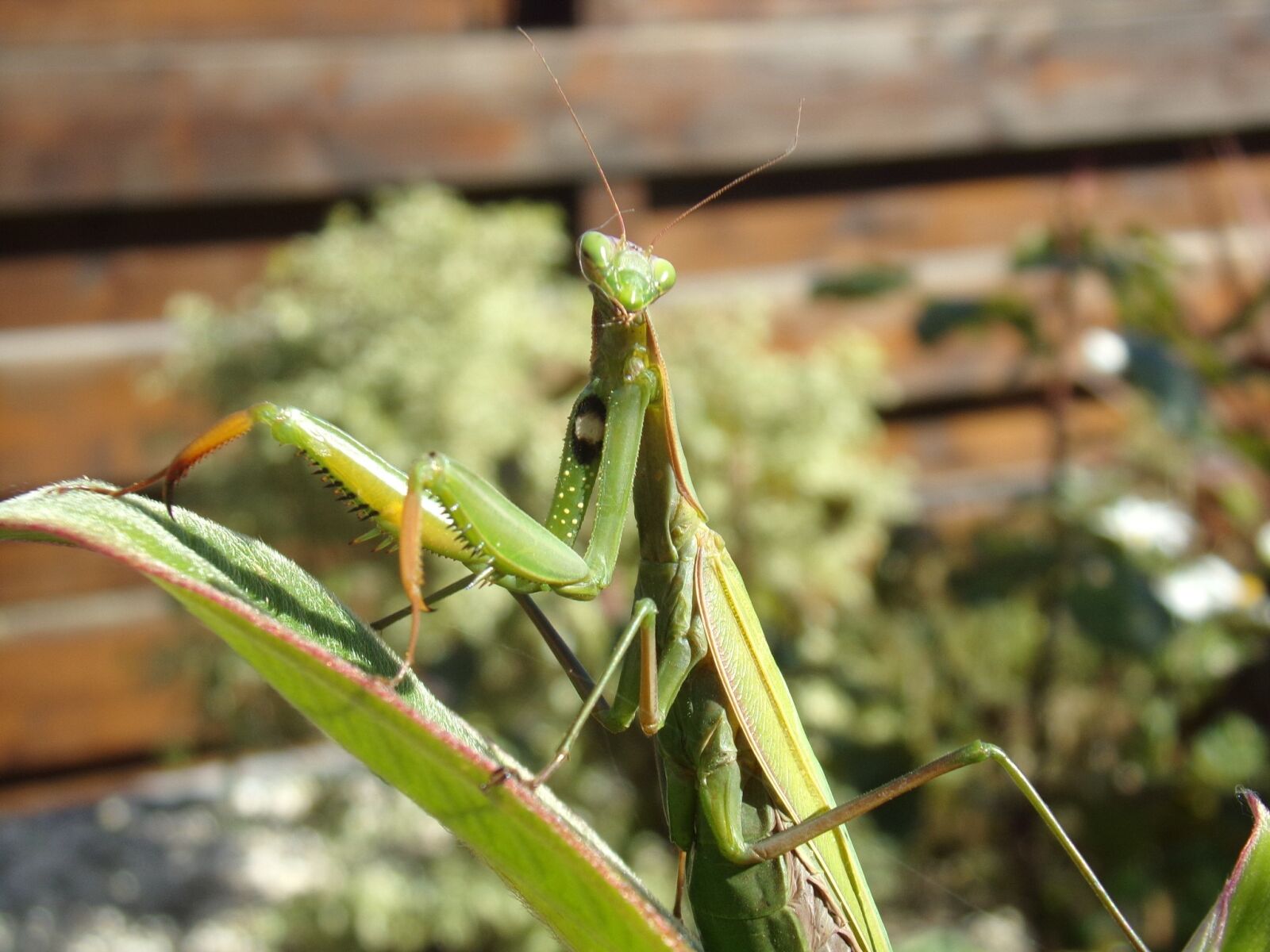 Kodak PIXPRO AZ251 sample photo. Mantis, insects, nature photography